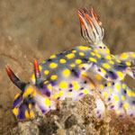 Hypselodoris confetti