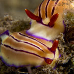 Hypselodoris emma