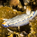 Hypselodoris maritima