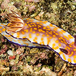 Hypselodoris pulchella