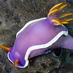 Hypselodoris sp. 7