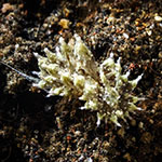Janolus sp. 12