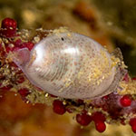 Liloa mongii