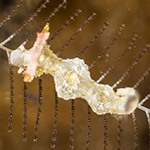 Lomanotus sp. ZS