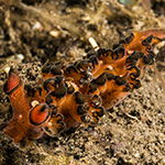 Lomanotus sp. ZU