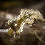 Lomanotus sp. ZZ