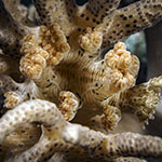 Marionia sp. F