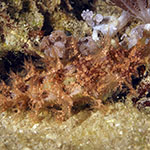 Marionia sp. G