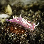 Naisdoris vitiligata