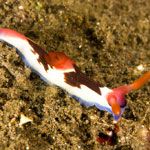 Nembrotha chamberlaini