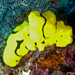 Notodoris minor