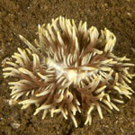 Tenellia goniophaga