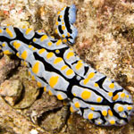 Phyllidia varicosa