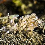 Phyllodesmium sp. 5