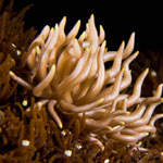 Phyllodesmium briareum