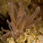 Phyllodesmium crypticum