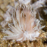 Phyllodesmium rudmani