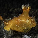 Plocamopherus sp. 2