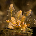 Produnga rubropunctata