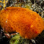 Rostanga bifurcata