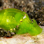 Smaragdinella calyculata