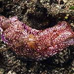 Spinophallus falciphallus