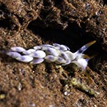 Tenellia sp. 22