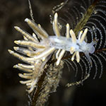 Tenellia sp. BB