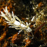 Tenellia sp. BC