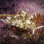 Tenellia sp. BD