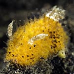 Thordisa sp. D