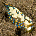Tenellia puti