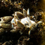Tenellia sp. 26