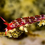Tenellia sp. 27
