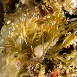 Tenellia sp. 37