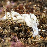 Tenellia sp. 39