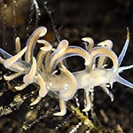 Tenellia sp. 62