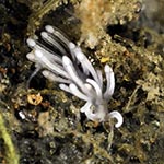 Tenellia sp. 64