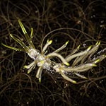 Tenellia sp. AC