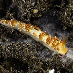 Tenellia sp. AD