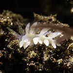 Tenellia sp. AF