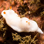 Verconia simplex