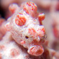Hippocampus bargibanti
