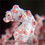 Hippocampus bargibanti