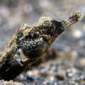 Pipefish sp.