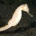 seahorse 05