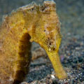 seahorse 09