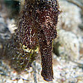seahorse 10