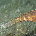 Solenostomus armatus 02