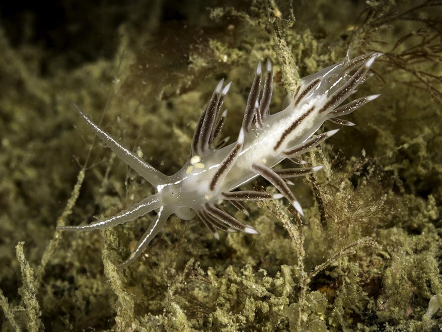 Coryphella chriskaugei